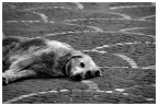 è rimasto un cane è rimasto un cane