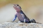 Agama Agama