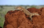 Varano su termitaio