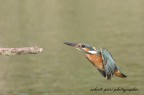 verso il posatoio verso il posatoio