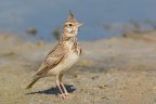 Cappellaccia (Galerida cristata, Linnaeus 1758) Cappellaccia (Galerida cristata, Linnaeus 1758)