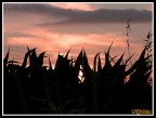 tramonto... tramonto...