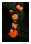 Fiori... di cactus Fiori... di cactus