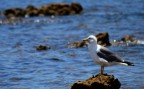 Gabbiano reale mediterraneo (Larus michahellis) 2