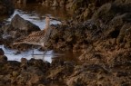 porciglione (Rallus aquaticus) porciglione (Rallus aquaticus)
