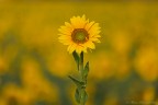 Il solista Il solista