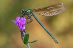 Calopteryx splendens Calopteryx splendens