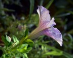 Petunia