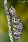 Palpares libelluloides Palpares libelluloides