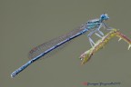 Platycnemis pennipes Platycnemis pennipes