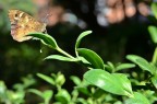 Butterfly Butterfly