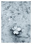 leaf leaf