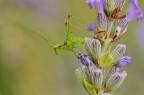 Neanide su lavanda Neanide su lavanda