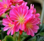 Lewisia