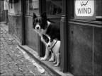 Wind Wind