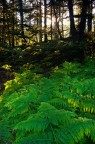 Verde Verde