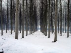 Il silenzio Il silenzio