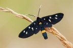 Zygaena ephialtes Zygaena ephialtes