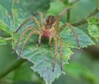 Spider Spider