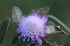 Fiore Fiore