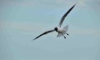 In volo In volo