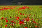 Fioriture
