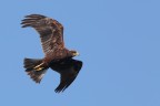 Falco di palude immaturo Falco di palude immaturo