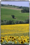 Girasoli Girasoli