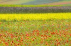 Poesie di colori..... Castellluccio