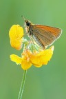 Thymelicus Thymelicus