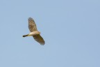 Sparviero (Accipiter nisus) Sparviero (Accipiter nisus)