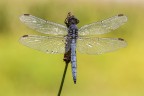 Ortthetrum coerulescens (m)