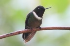 Colibri Colibri