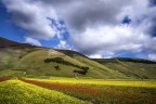 castelluccio di norcia fioritura 12/07/14 castelluccio di norcia fioritura 12/07/14