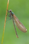 Calopteryx splendens