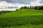 Collina Toscana (2)