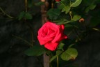 Rosa Rosa