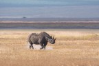 Rhino Rhino