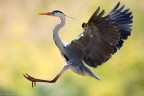 volo volo