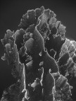 HardCoral HardCoral
