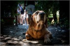 Bello cagnolino Bello cagnolino