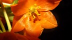 Orange Orange