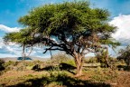 Africa 2 Africa 2