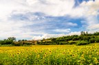 Girasoli Girasoli