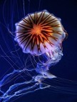 sea flower sea flower