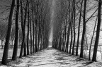 Alberi Alberi