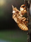 Exuvia Exuvia