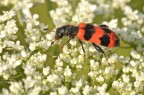 Mylabris variabilis