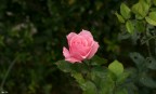Rosa Rosa