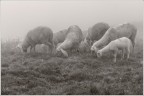 Nebbia sugli alti pascoli. Nebbia sugli alti pascoli.